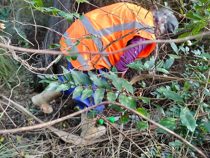 Comprehensive weed control across the whole reserve